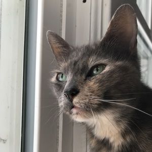 Meet your Posher, Alice